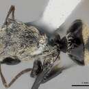 صورة Camponotus christophei Wheeler & Mann 1914