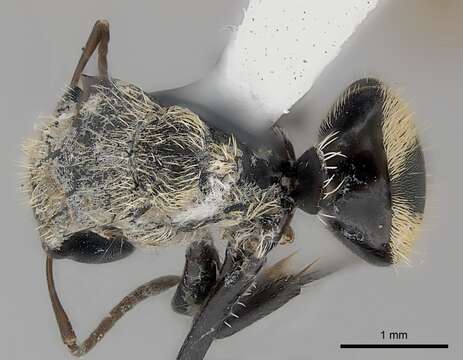 Image of Camponotus christophei Wheeler & Mann 1914