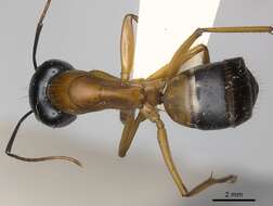 Plancia ëd Camponotus consobrinus (Erichson 1842)