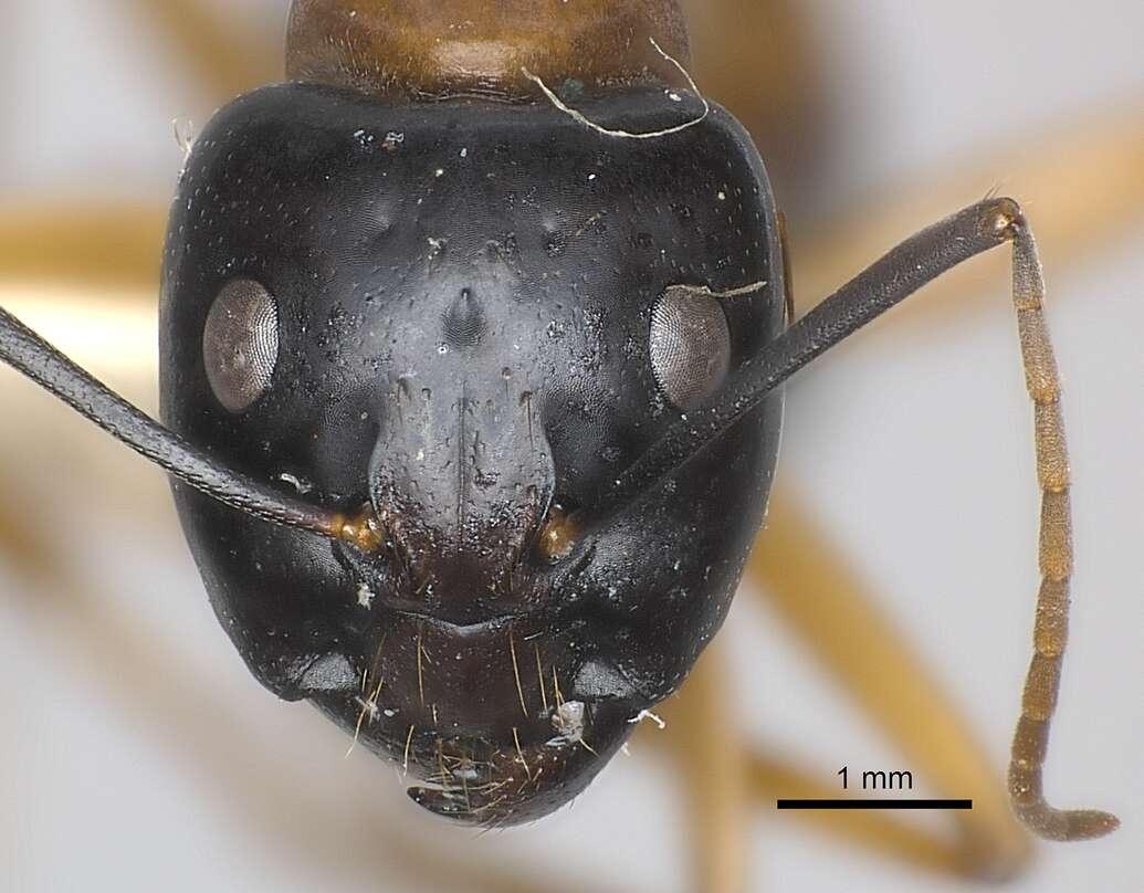 Plancia ëd Camponotus consobrinus (Erichson 1842)