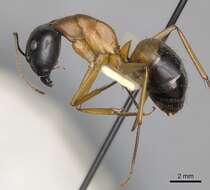 Plancia ëd Camponotus consobrinus (Erichson 1842)