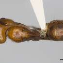Image of Camponotus conspicuus (Smith 1858)