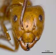 Image of Camponotus conspicuus (Smith 1858)