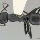 Image of Camponotus distinguendus (Spinola 1851)