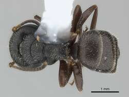 Plancia ëd Camponotus elevatus Forel 1899