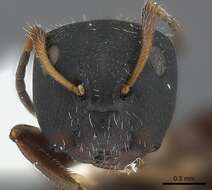 Image of Camponotus elevatus Forel 1899