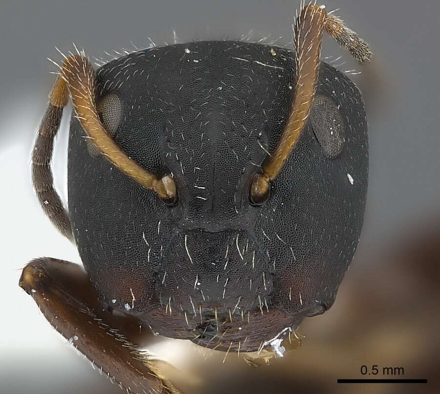 Plancia ëd Camponotus elevatus Forel 1899