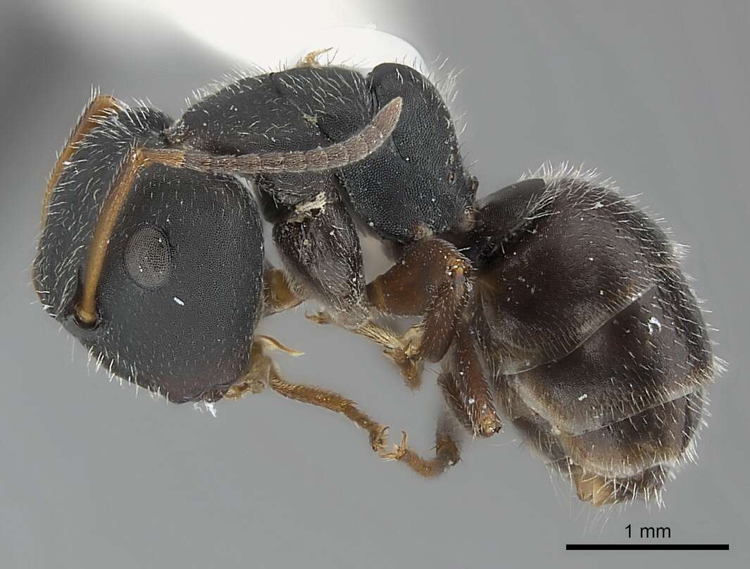 Plancia ëd Camponotus elevatus Forel 1899