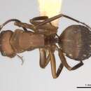 Image of Camponotus rectangularis Emery 1890