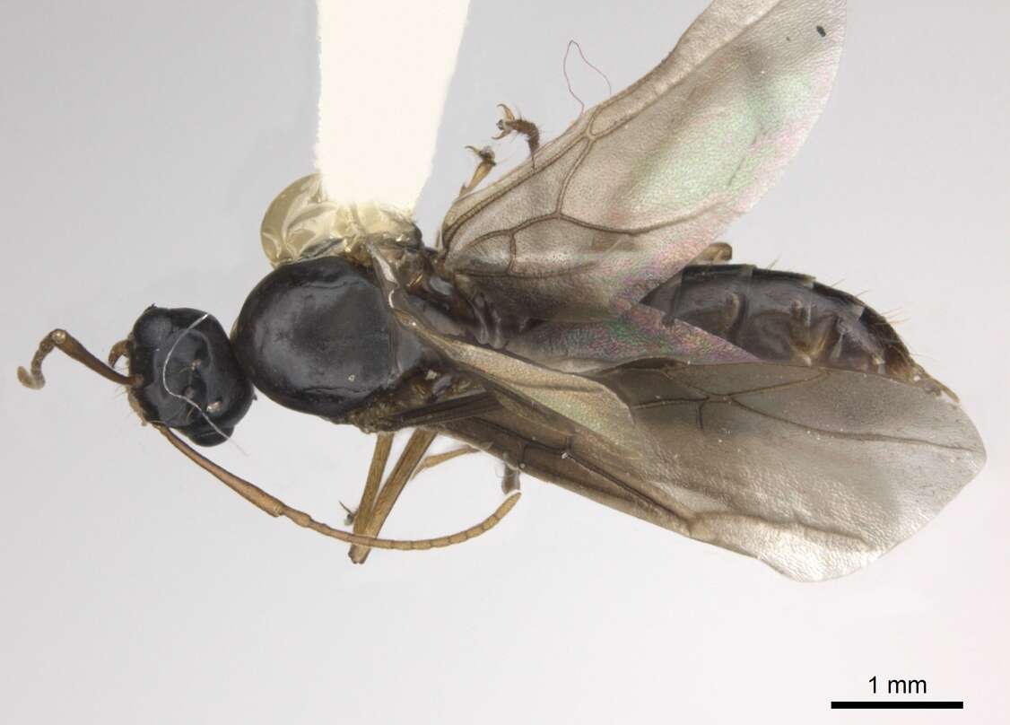 Image of Formicinae