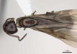 Image of Formicinae