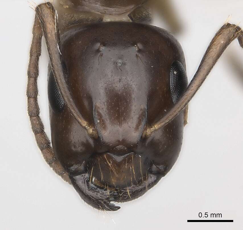 Image of Formicinae