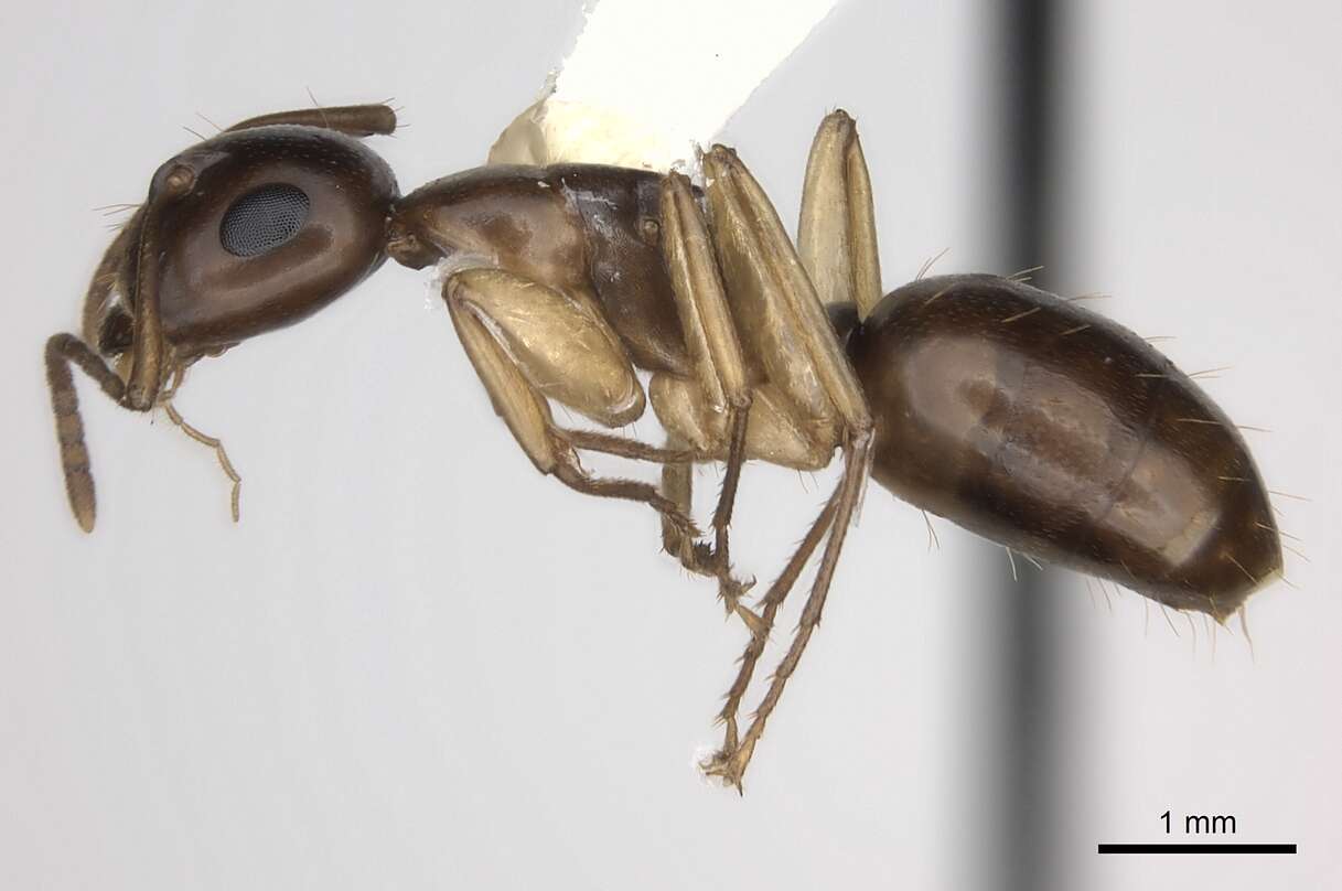 Image of Formicinae