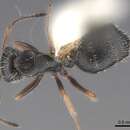 صورة Camponotus socorroensis Wheeler 1934