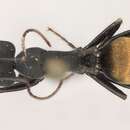 Imagem de Camponotus spinolae Roger 1863