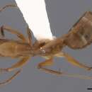 Image of Camponotus tonduzi Forel 1899