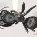 Image of Camponotus vividus (Smith 1858)