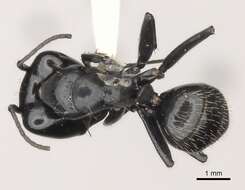 Image de Camponotus vividus (Smith 1858)