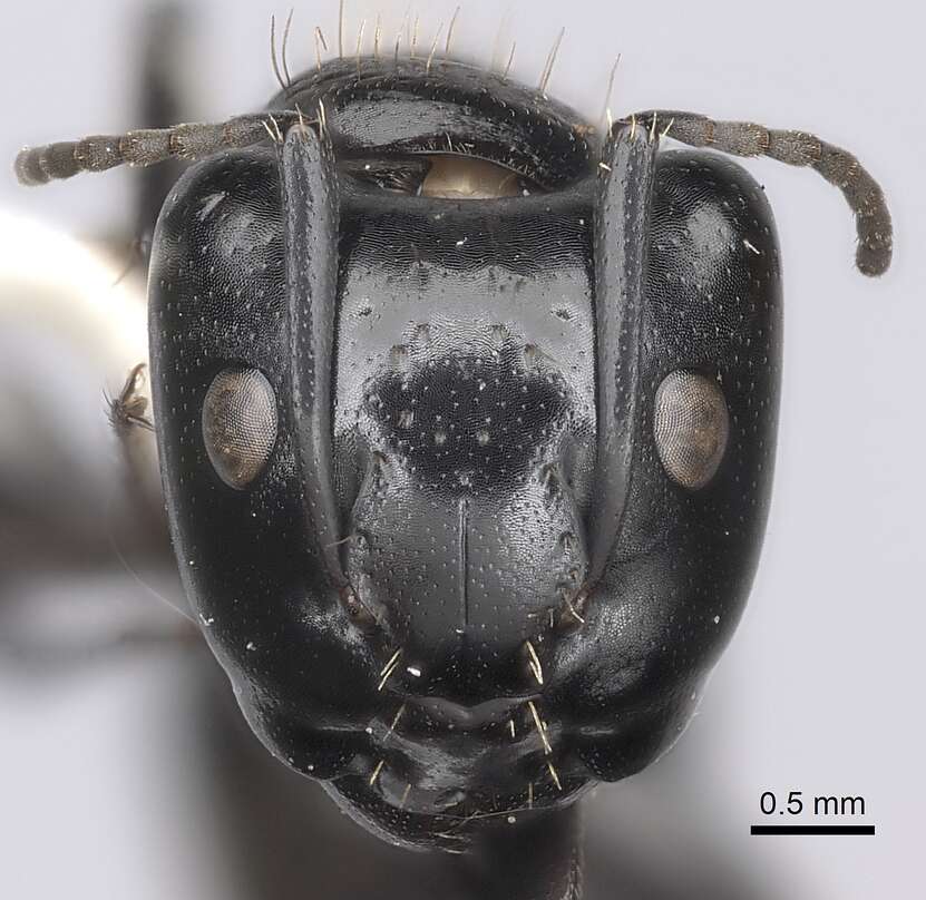 Image de Camponotus vividus (Smith 1858)