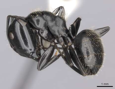 Image de Camponotus vividus (Smith 1858)