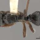 Image of Camponotus wytsmani Emery 1920