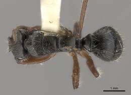 Image of Camponotus wytsmani Emery 1920