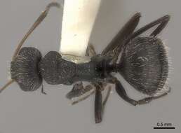 Image of Camponotus zoc Forel 1879