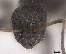 Image of Camponotus zoc Forel 1879