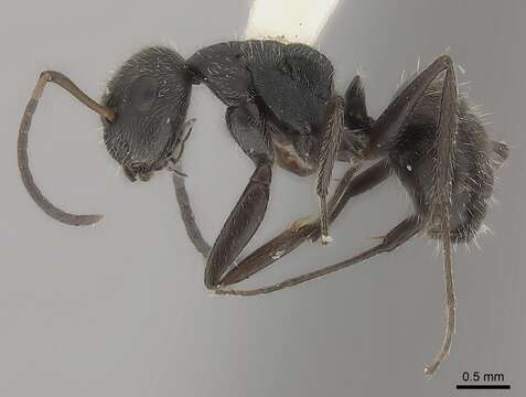 Image of Camponotus zoc Forel 1879