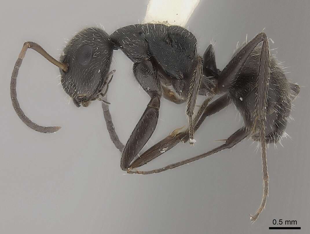 Plancia ëd Camponotus zoc Forel 1879