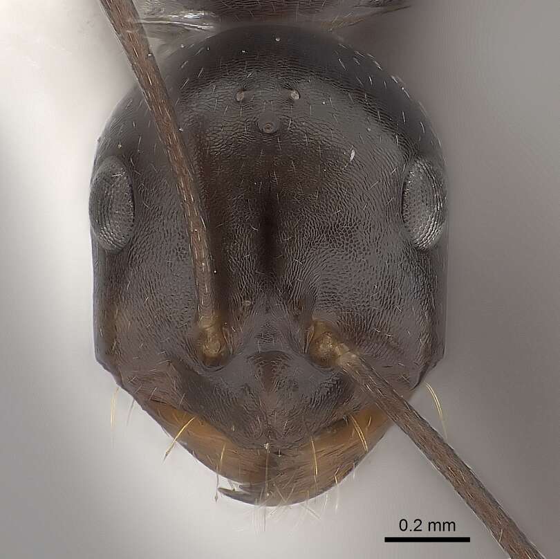 Image of Melophorus