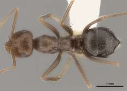 Image of Myrmecocystus intonsus Snelling 1976