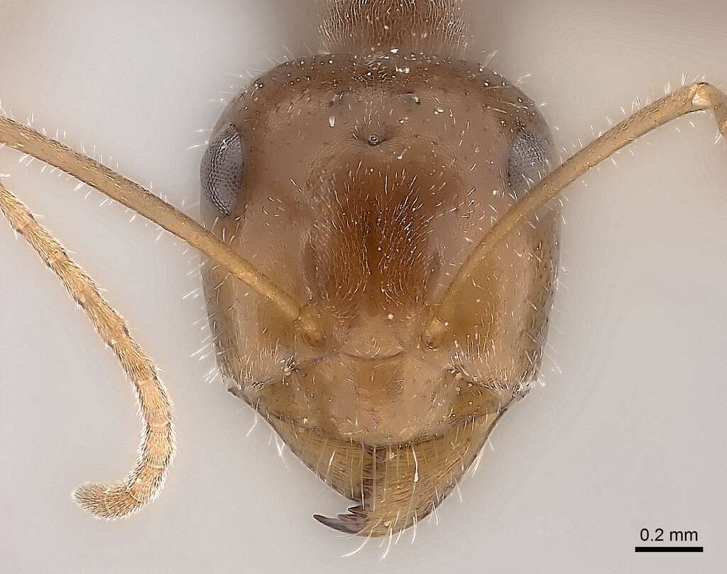 Image of Myrmecocystus intonsus Snelling 1976