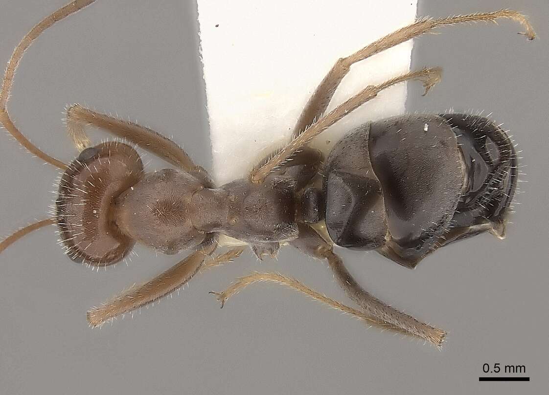 Image of Myrmecocystus intonsus Snelling 1976