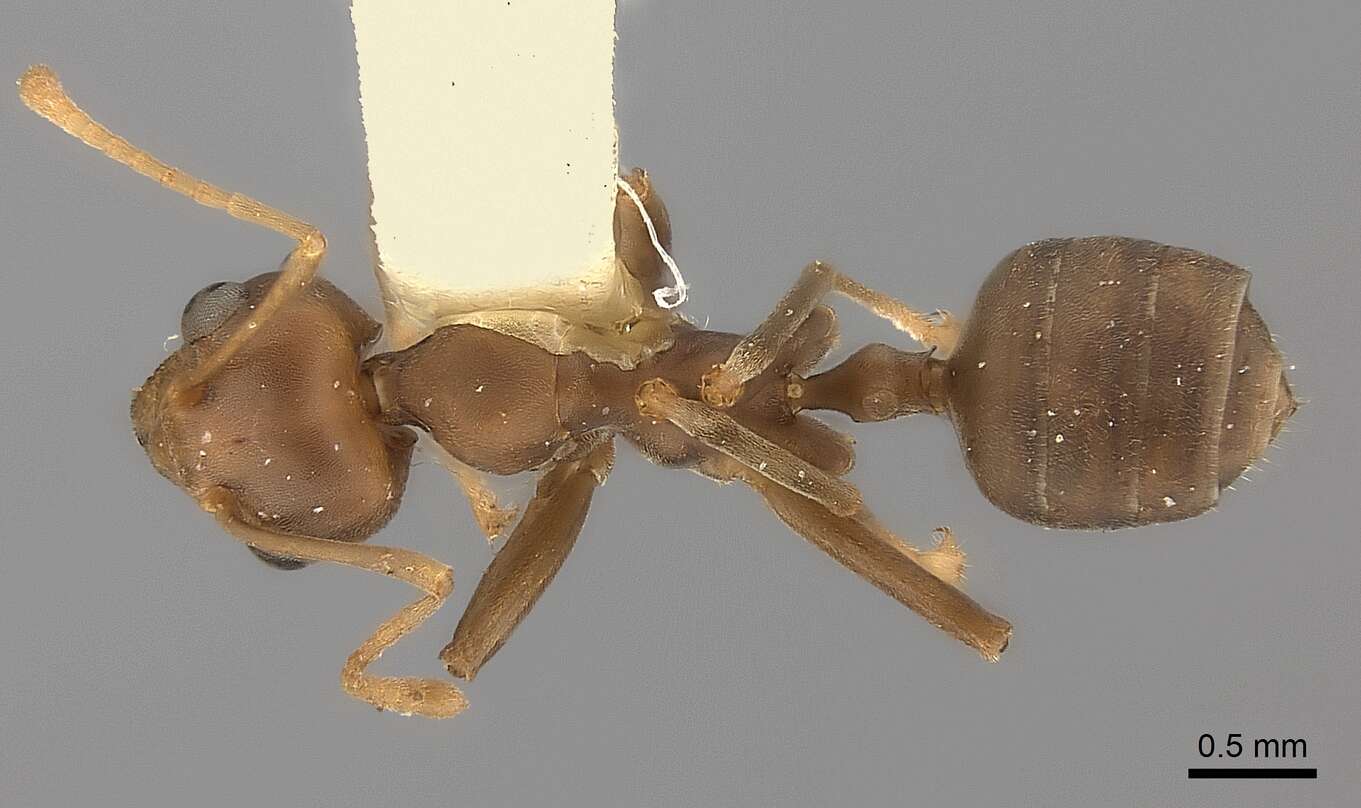 Image of weaver ant