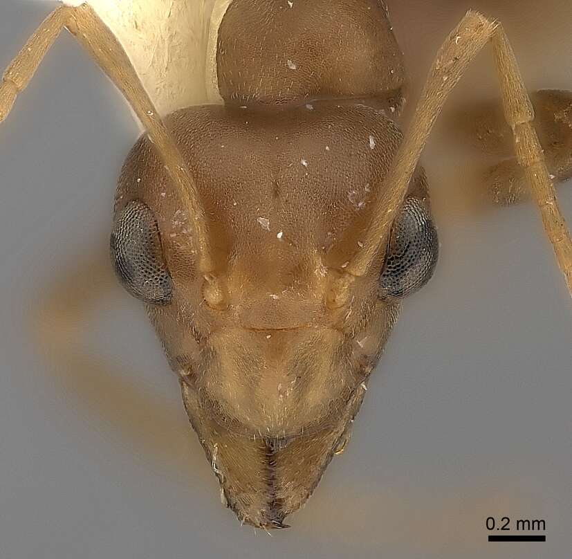 Image of weaver ant