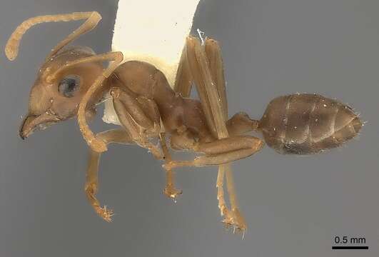 Image of weaver ant