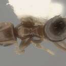 Image of Plagiolepis lucidula Wheeler 1934