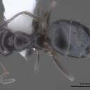 Image of Plagiolepis squamulosa Wheeler 1934