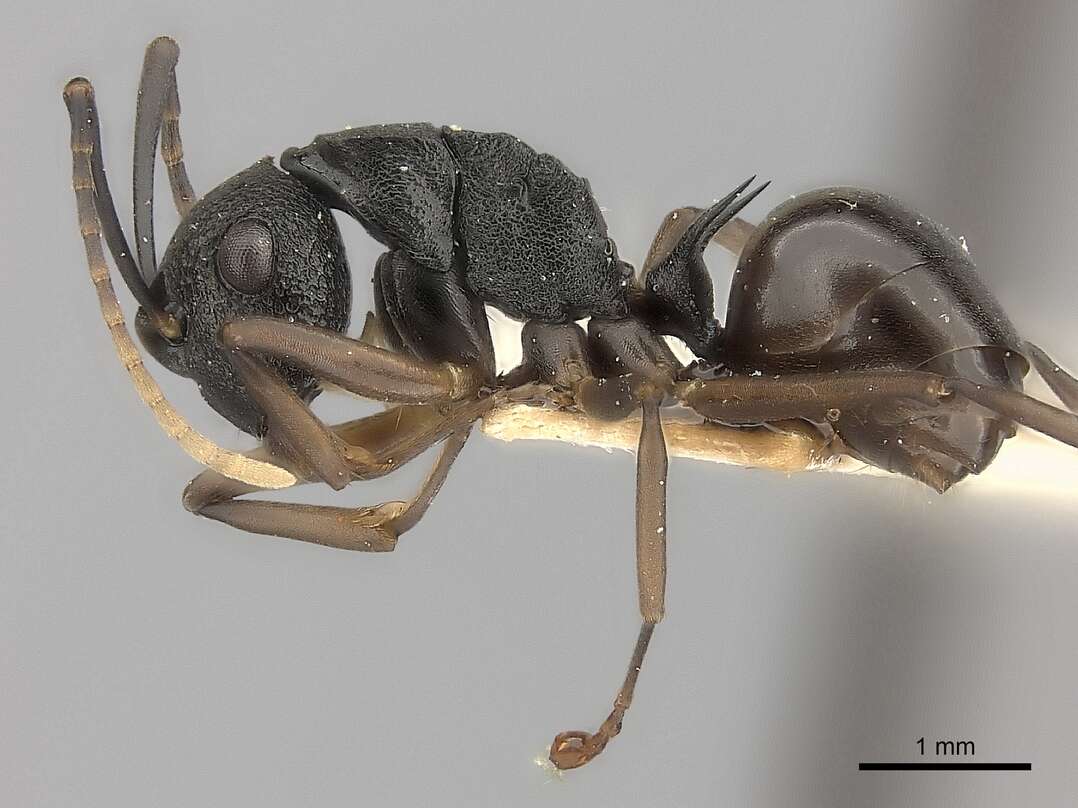 Image of Polyrhachis alphea Smith 1863