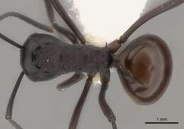 Image of Polyrhachis arachne Emery 1896