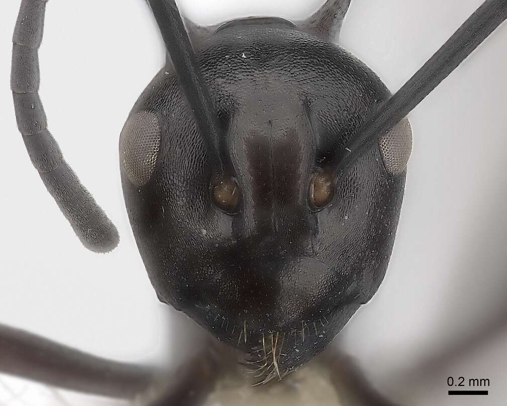 Image of Polyrhachis arachne Emery 1896