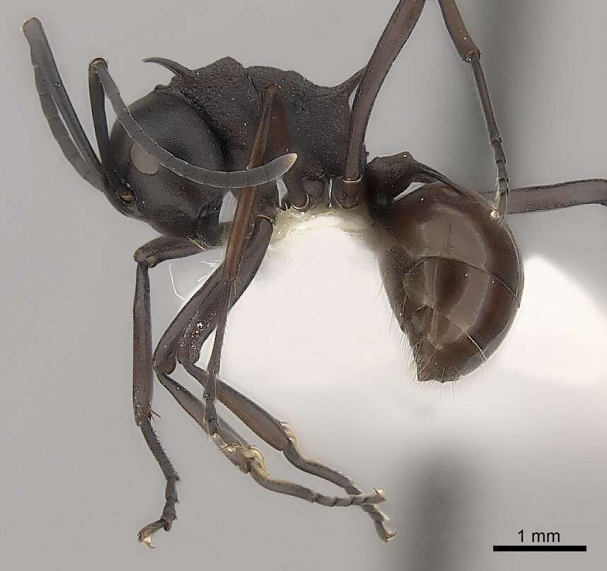 Plancia ëd Polyrhachis arachne Emery 1896