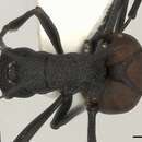 Image of Polyrhachis armata (Le Guillou 1842)