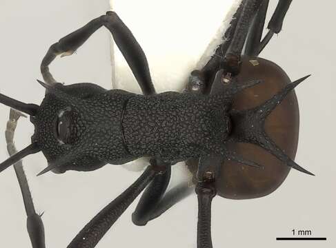 Image de Polyrhachis armata (Le Guillou 1842)