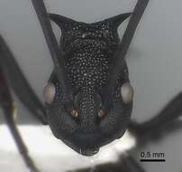 Image de Polyrhachis armata (Le Guillou 1842)