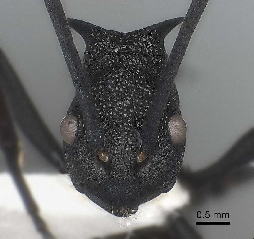 Image of Polyrhachis armata (Le Guillou 1842)