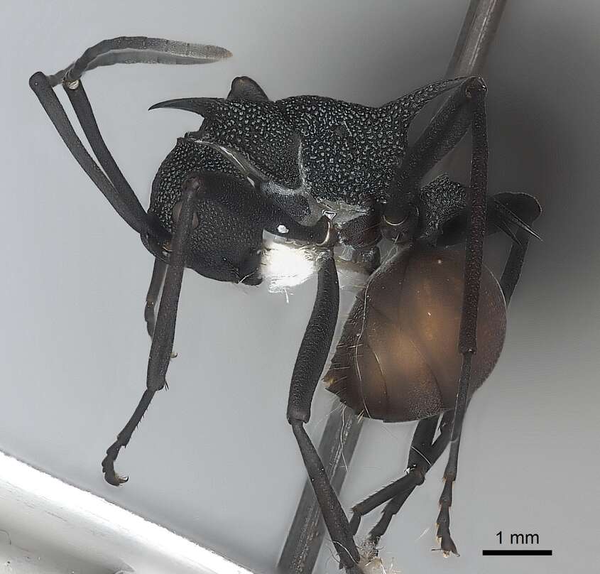 Image of Polyrhachis armata (Le Guillou 1842)