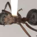 Image of Polyrhachis bellicosa Smith 1859
