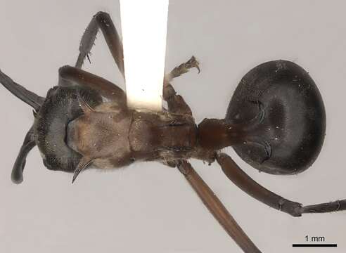 Image of Polyrhachis bellicosa Smith 1859
